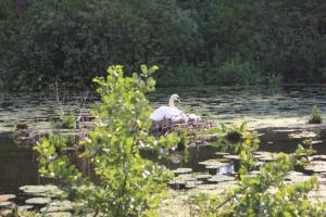 Eichholz Juni 2012
